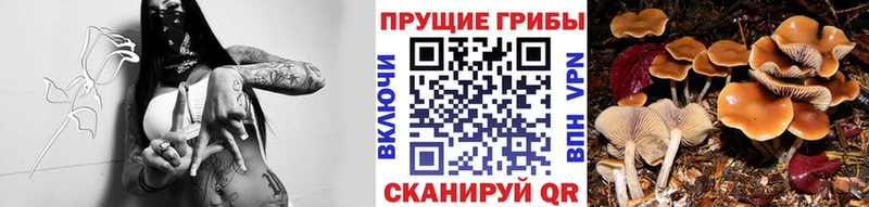 Псилоцибиновые грибы GOLDEN TEACHER как найти Астрахань